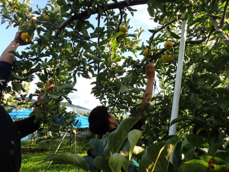 りんご収穫作業の様子