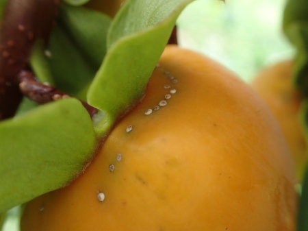 柿に寄生するクワシロカイガラムシ