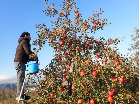 りんごの収穫作業