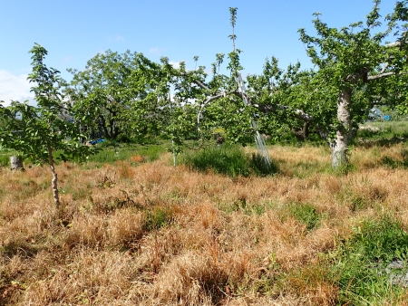 除草剤散布後のりんご圃場