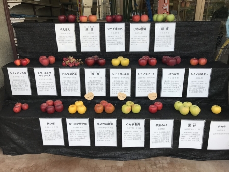 りんご品種の展示