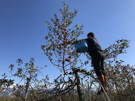 りんご収穫作業