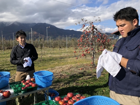 りんご選果作業