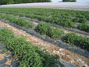 加工トマトなどの栽培