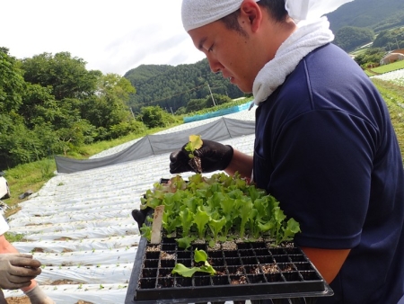 定植作業の様子