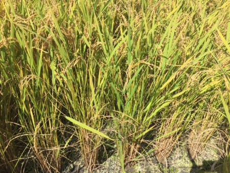 水稲圃場の様子