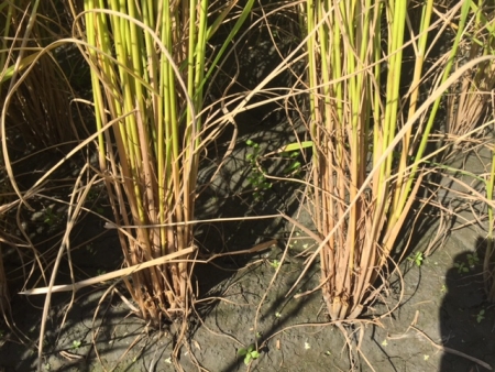 水稲の下葉枯れの確認