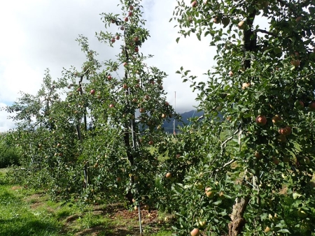 りんご圃場