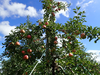 写真：当日のりんごの樹の様子