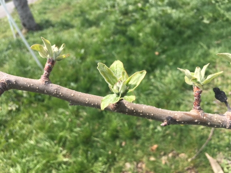 りんごの蕾の様子