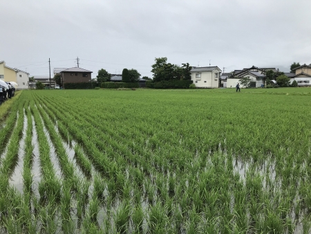 水稲試験圃場