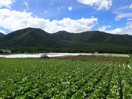 川上村のレタス圃場風景