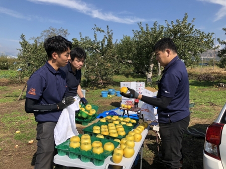 りんご選果作業の様子