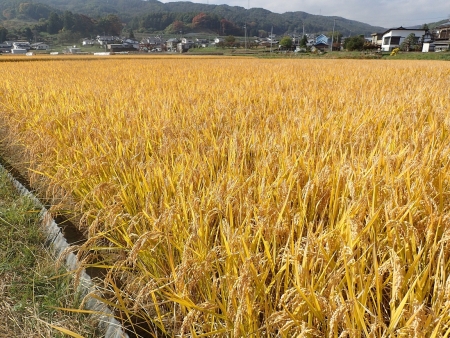 水稲の様子（佐久市)