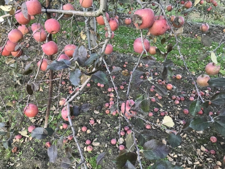 松本市りんご圃場褐斑病