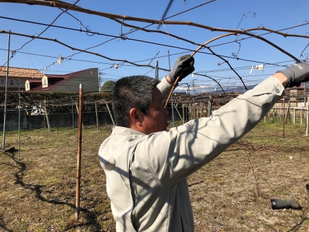 ぶどうの剪定作業