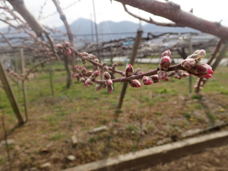 当日のももの芽