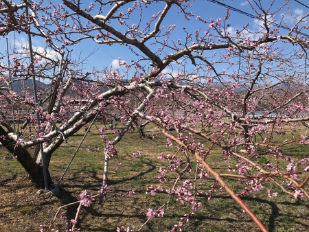 もも園の様子