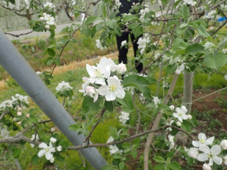 豊丘村りんご園の様子