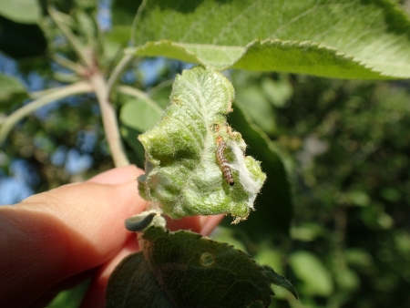 ハマキムシと思われるチョウ目害虫