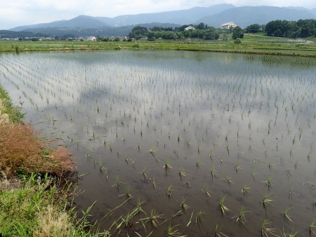 当日の水田の様子