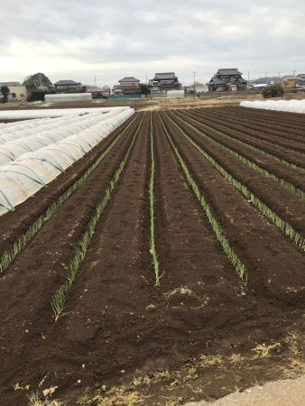 圃場の様子