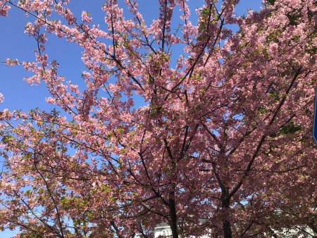 河津桜