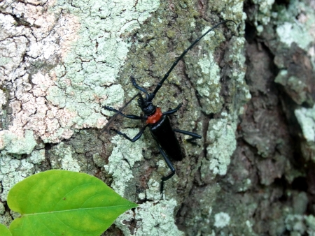 クビアカツヤカミキリの成虫