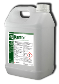 Kantor