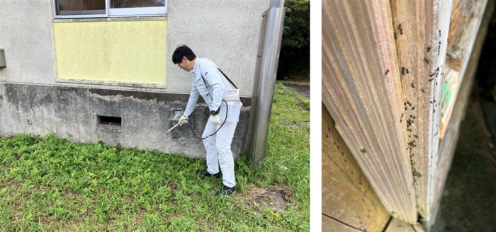 八丈島外来アリ対策