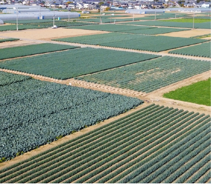 その他野菜