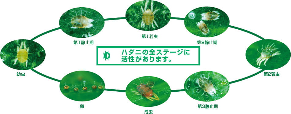 ハダニの全ステージに活性があります。