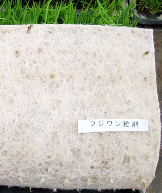 フジワン粒剤処理でつやのある良い根に