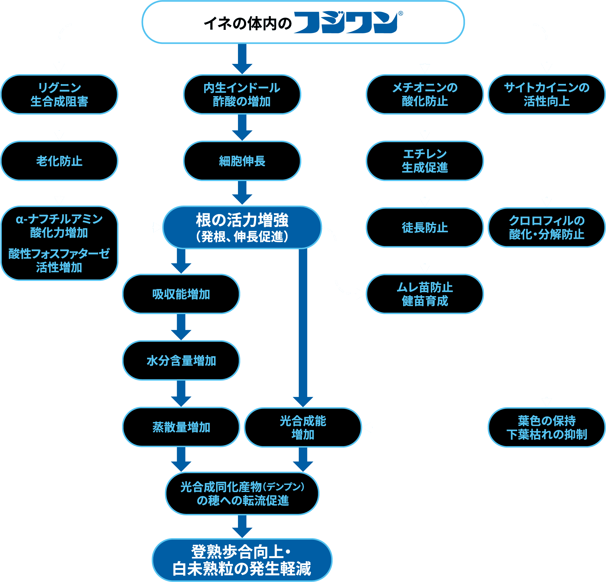 フジワンと稲の生理作用