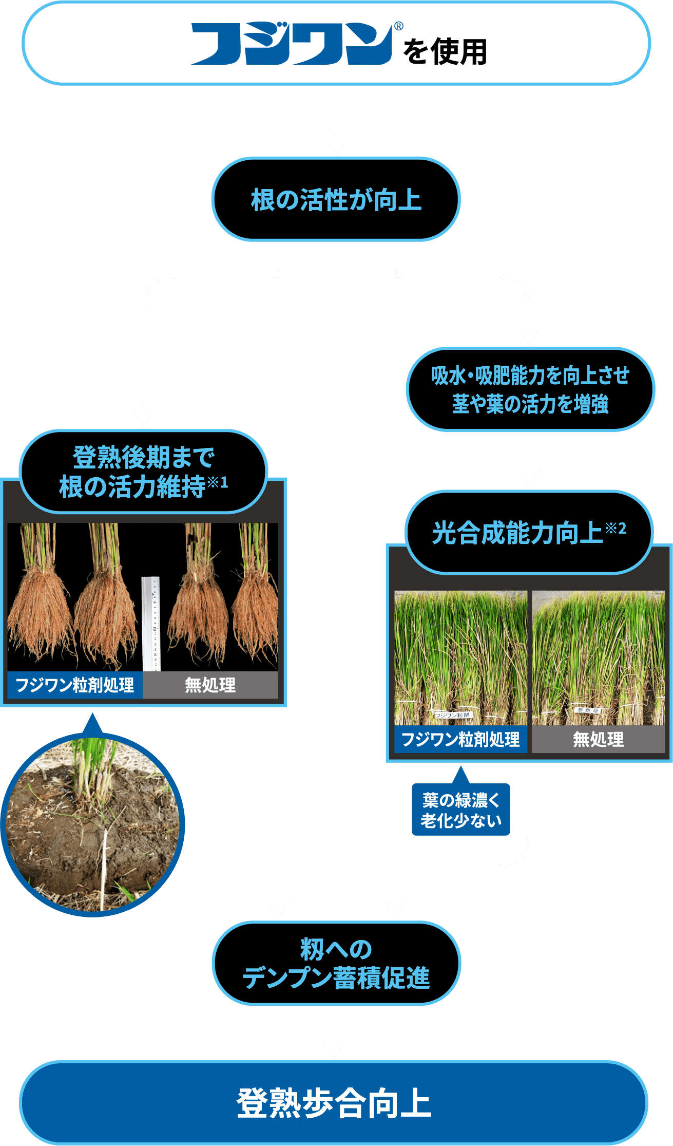 フジワンによる登熟歩合向上のメカニズム