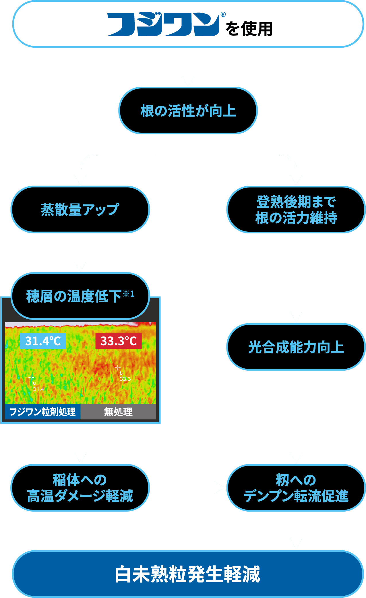 フジワンによる白未熟発生軽減のメカニズム