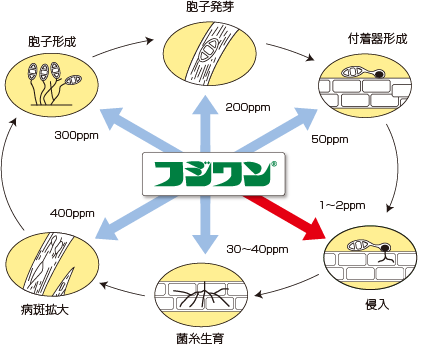 いもち病菌の生活史とフジワンの作用点