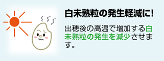 白未熟粒発生軽減に！