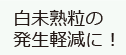 白未熟粒の発生軽減に！