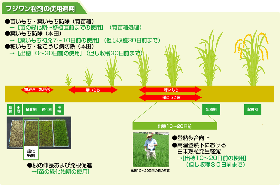 フジワン使用適期