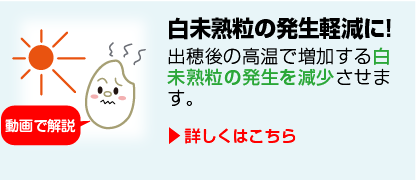 白未熟粒の発生軽減に！