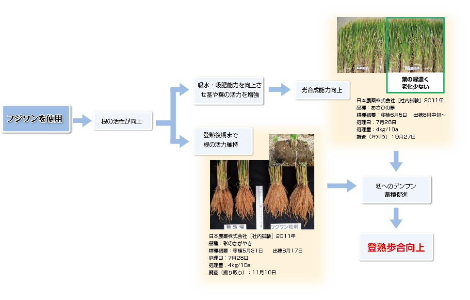 登熟歩合向上のメカニズム