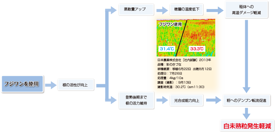 白未熟粒発生軽減のメカニズム