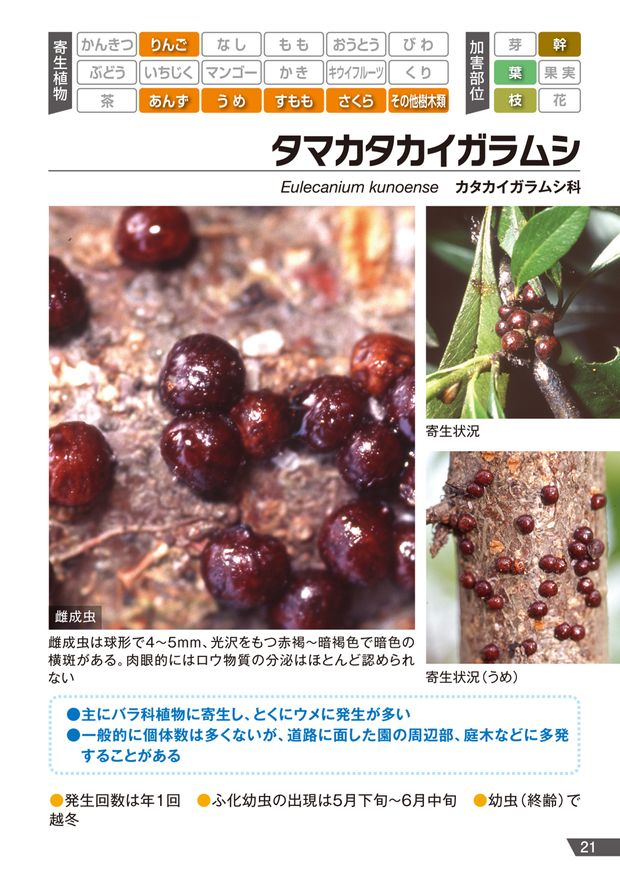 アプロードフロアブル カイガラムシポケット図鑑