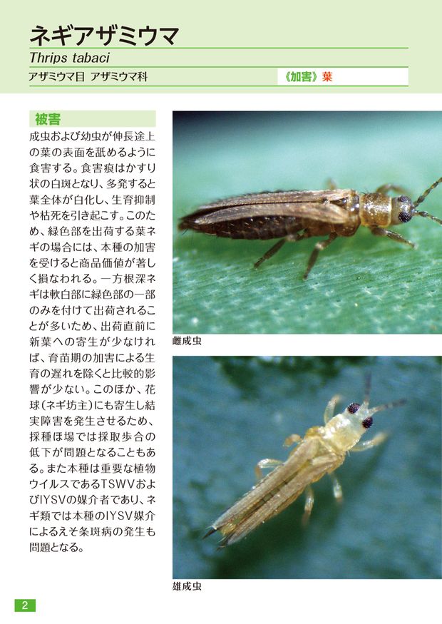コルト顆粒水和剤 ねぎポケット害虫図鑑