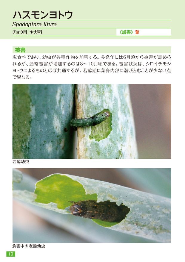 コルト顆粒水和剤 ねぎポケット害虫図鑑