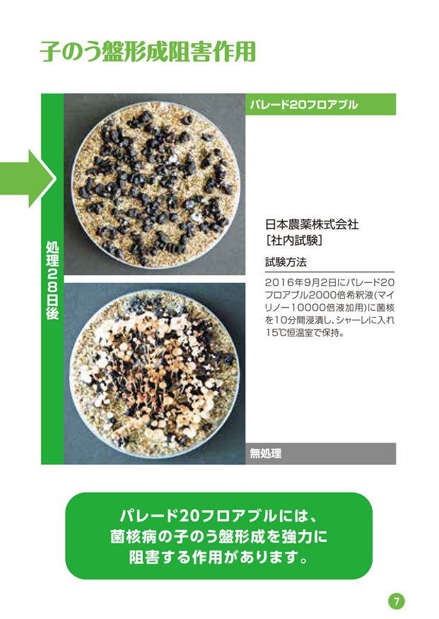 バトンコ図鑑 KKP2338 はいから小菊 二越ちりめん®多色プリント｜プリント