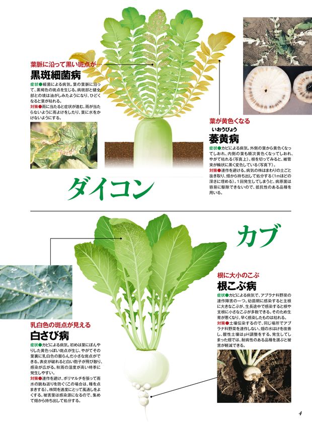 やさい畑 vol-1.0 秋冬野菜の病害と害虫