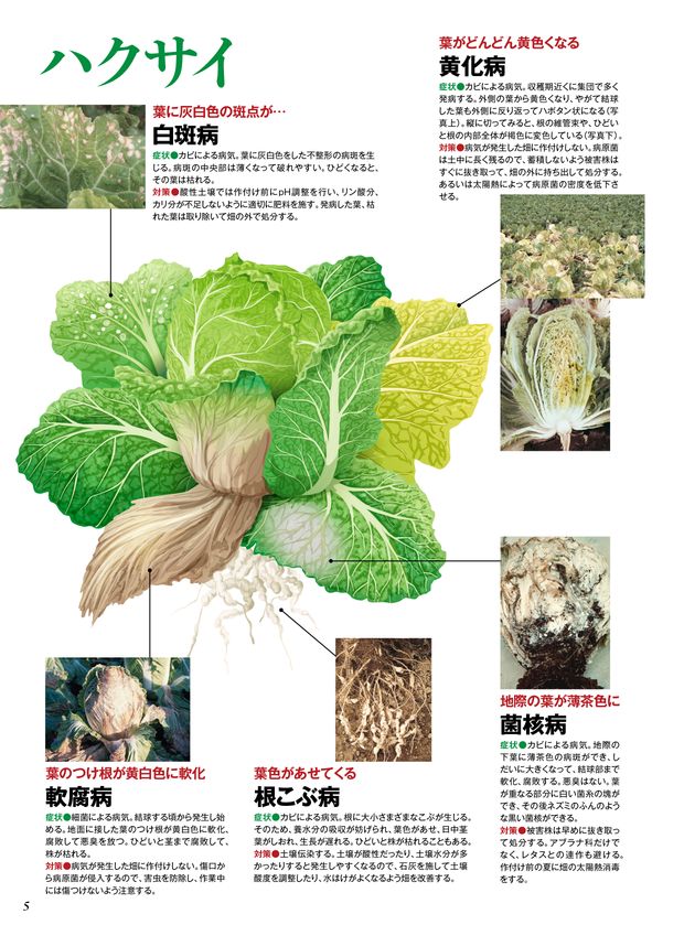 やさい畑 vol-1.0 秋冬野菜の病害と害虫