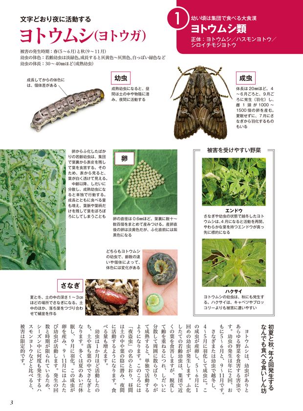 やさいページ くだもの やさい｜あかちゃんミニえほん｜知育｜本を探す｜ポプラ社